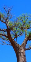 Affenbrotbaum Baobab Baum von Madagaskar