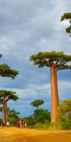 Affenbrotbaum Baobab Baum von Madagaskar