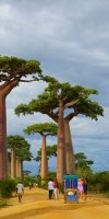 Affenbrotbaum Baobab Baum von Madagaskar