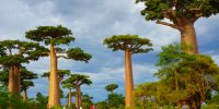 Affenbrotbaum Baobab Baum von Madagaskar