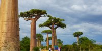 Affenbrotbaum Baobab Baum von Madagaskar