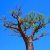Affenbrotbaum Baobab Baum von Madagaskar