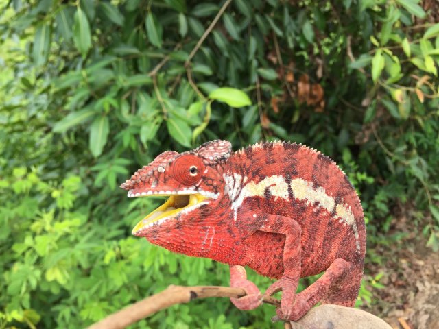 Furcifer Pardalis Chamäleon