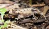 Brookesia Brygooi hamäleon