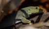 Phelsuma Standingi Gecko