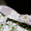 Uroplatus Sikorea Plattschwanzgecko