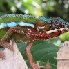 Furcifer Pardalis Maroantsetra