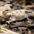 Brookesia Brygooi hamäleon