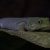 Phelsuma Standingi Gecko Madagaskar 