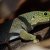 Phelsuma Standingi Gecko