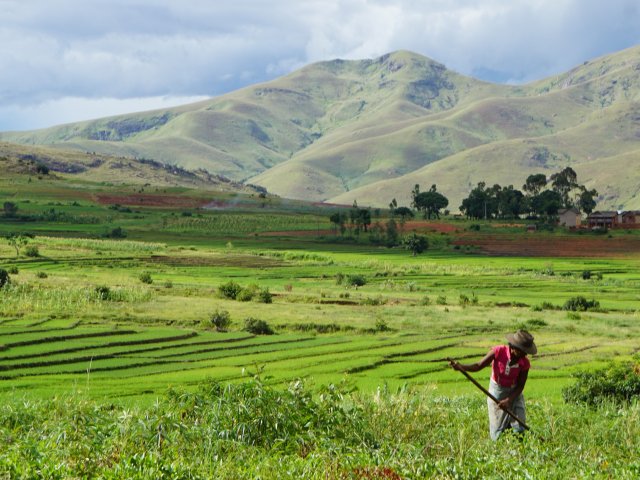 Reisterrassen Hochland Madagaskar