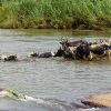 Zebus schwimmen im Fluss