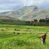 Reisterrassen Hochland Madagaskar