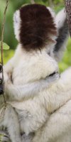 Sifaka Verrauxi Lemur