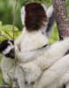 Sifaka Verrauxi Lemur