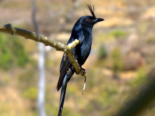 Gabelschwanzdrongo