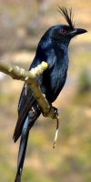 Gabelschwanzdrongo