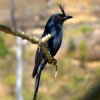 Gabelschwanzdrongo