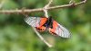 Acrae Ranavalona Schmetterling Madagaskar 