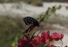 Pharmacophagus antenor Schmetterling Madagaskar