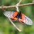 Acrae Ranavalona Schmetterling Madagaskar 
